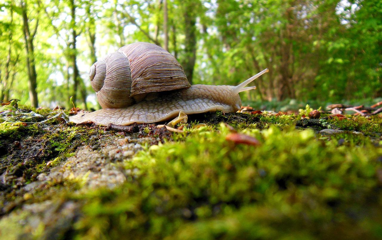 Eine Schnecke in Großaufnahme bewegt sich über einen moosbewachsenen Waldboden