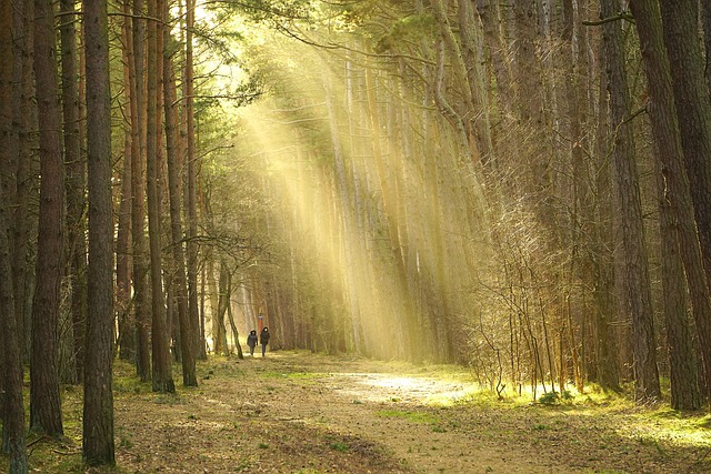 Zwei Menschen gehen einen Waldweg entlang, durch den Sonnenstrahlen fallen