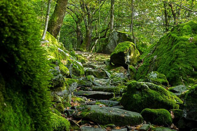Pfad mit Steinstufen durch einen moosbewachsenen Wald